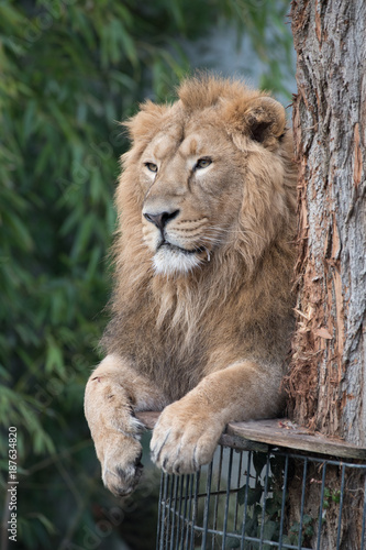Fototapeta Naklejka Na Ścianę i Meble -  Löwe auf einer Plattform liegend