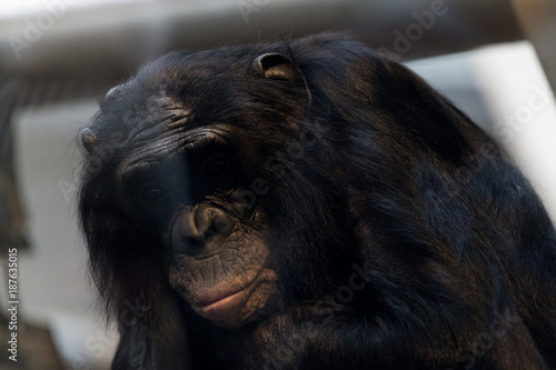 Bonobo im Tierpark