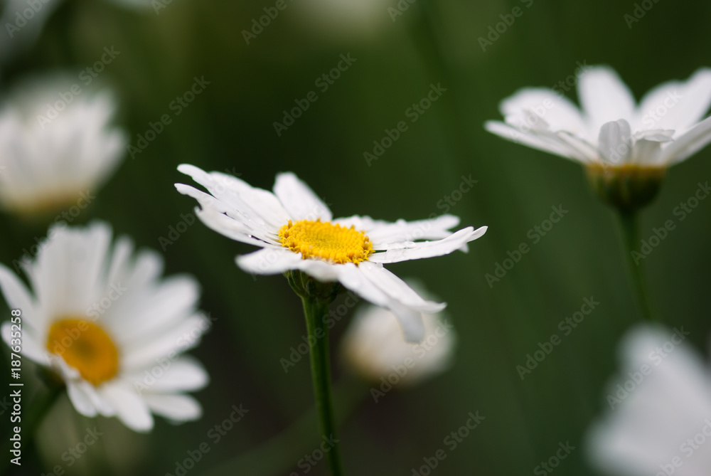 Fototapeta premium White Daisy Flowers