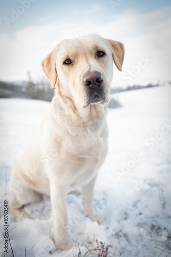 Labrador Retriever dog portrait in winter in snow