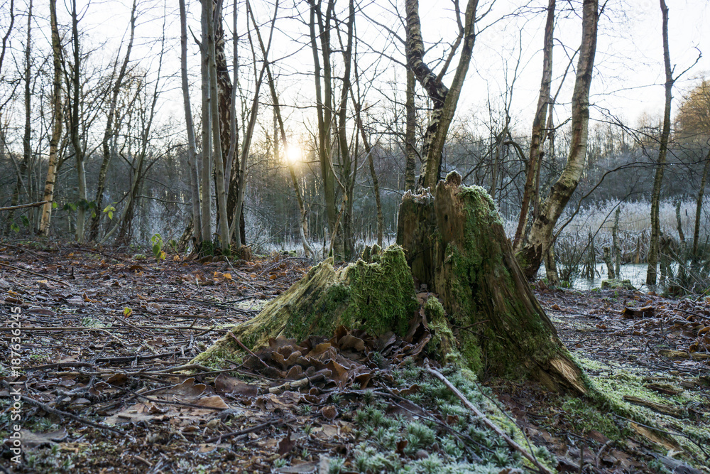 Old moss covered decaying tree stump with the setting sun behind it and hoarfrost on the ground Old moss covered decaying tree stump with the setting sun behind it and hoarfrost on the ground