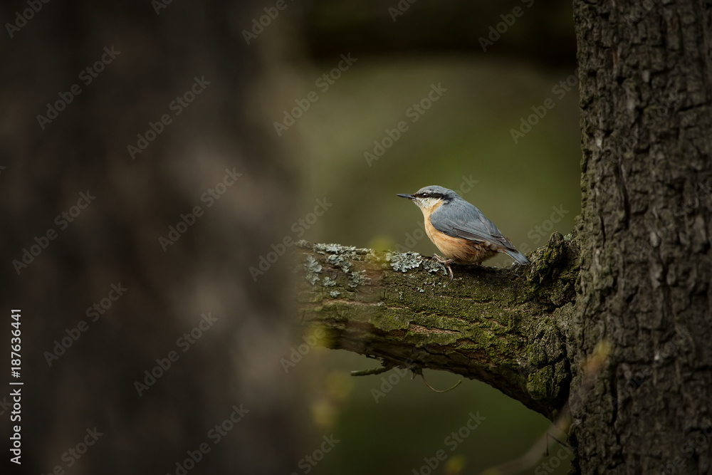 Sitta europaea. Expanded throughout Europe. The wild nature of the Czech Republic. Bird on the tree. Spring. From bird life. Free nature. Sitta europaea. Expanded throughout Europe. The wild nature of the Czech Republic. Bird on the tree. Spring. From bird life. Free nature.