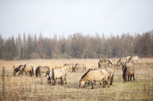 herd of konik horses in nature park oostvaarders plassen in the netherlands near lelystad