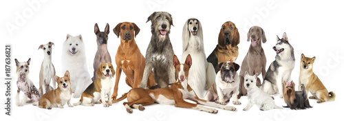 Group of various kind of purebred dogs