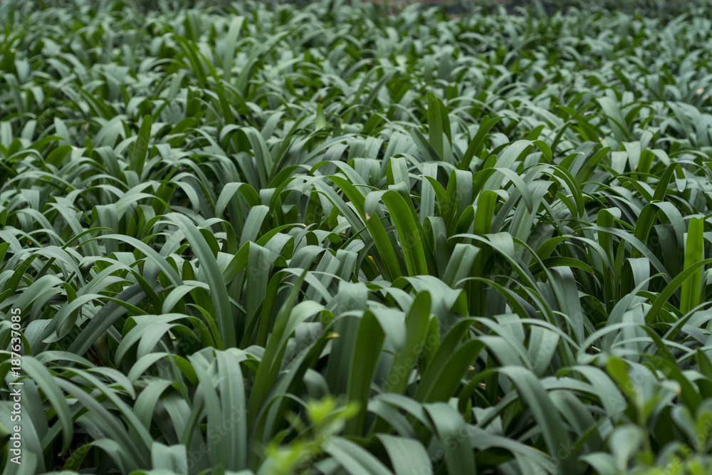 Obraz premium Textura de Agapandos 