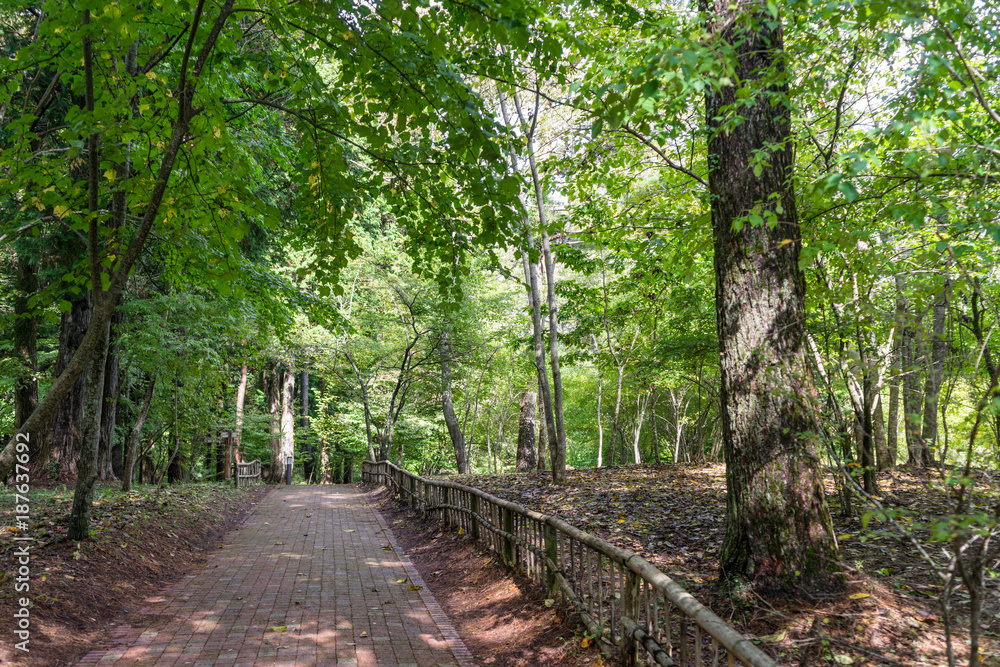 山中湖　文学の森公園の遊歩道