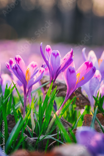 Tender violet crocus or Geyfel saffron in a wild, first spring flowers against the forest background, vertical image