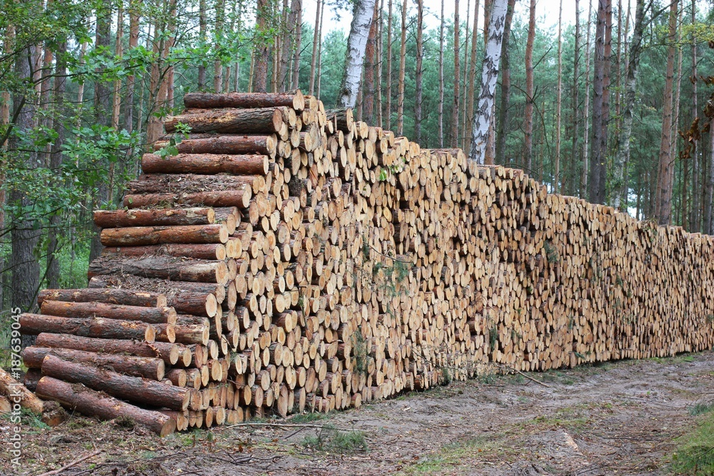 pile of wooden logs in forest pile of wooden logs in forest