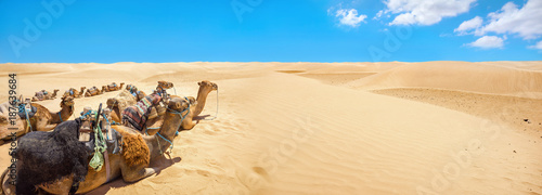 Camels are resting during break time, waiting of tourists. Sahara desert. Tunisia, North Africa