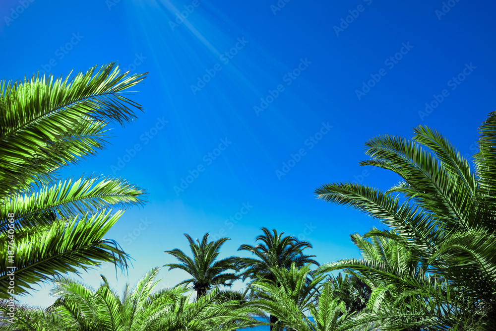 Fototapeta premium Palmen, Sonnenstrahlen und blauer Himmel