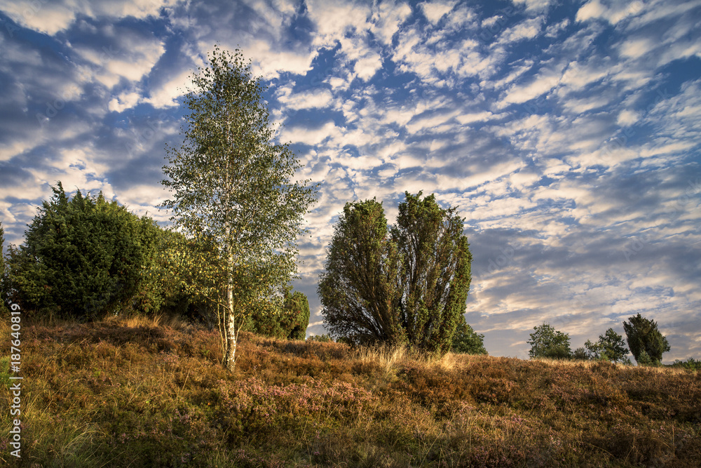 Obraz premium Birke in der Heide