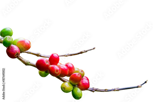 Coffee cherries isolated on branch with white background and clipping path in North Thailand.