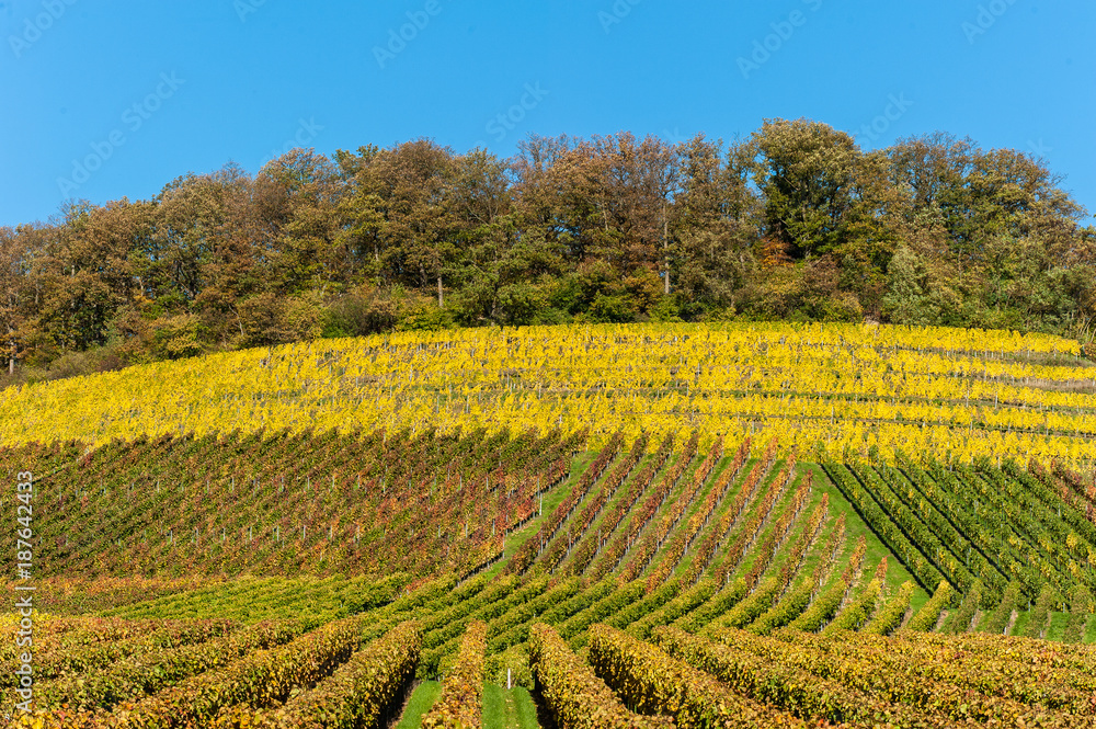 Weinberge im Herbst bei Brackenheim