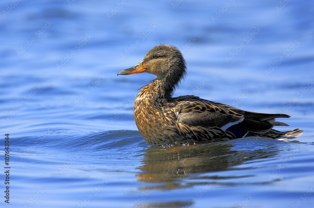 Single jouvenile Mallard on water surface during a spring period Single jouvenile Mallard on water surface during a spring period