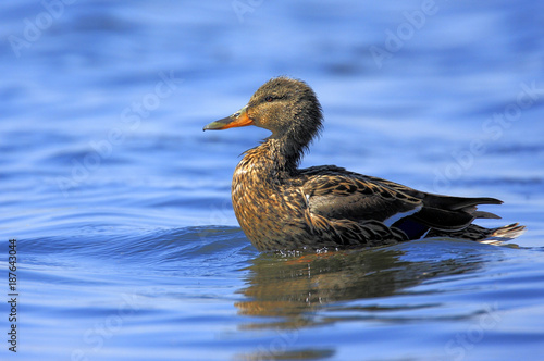 Single jouvenile Mallard on water surface during a spring period