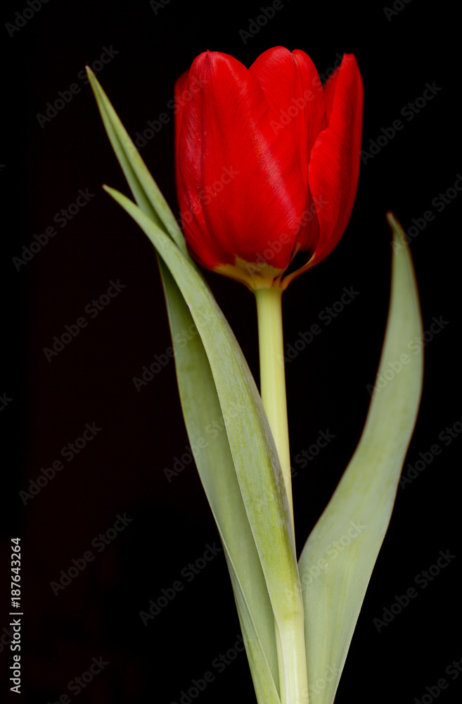 Blooming Botanic Tulip red flower Blooming Botanic Tulip red flower