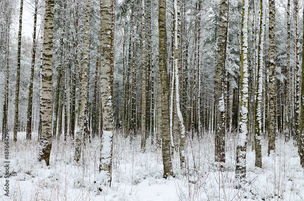 In the forest there lies snow white.