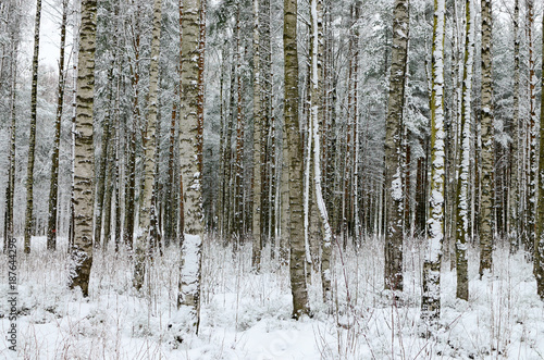 In the forest there lies snow white.