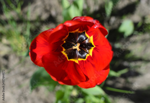 Red single flower tulip top view close up photo