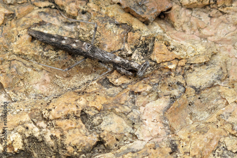 Stick grasshopper the master of camouflage on a stone in Organ Pipe National Monument, Ajo, Arizona, USA Stick grasshopper the master of camouflage on a stone in Organ Pipe National Monument, Ajo, Arizona, USA