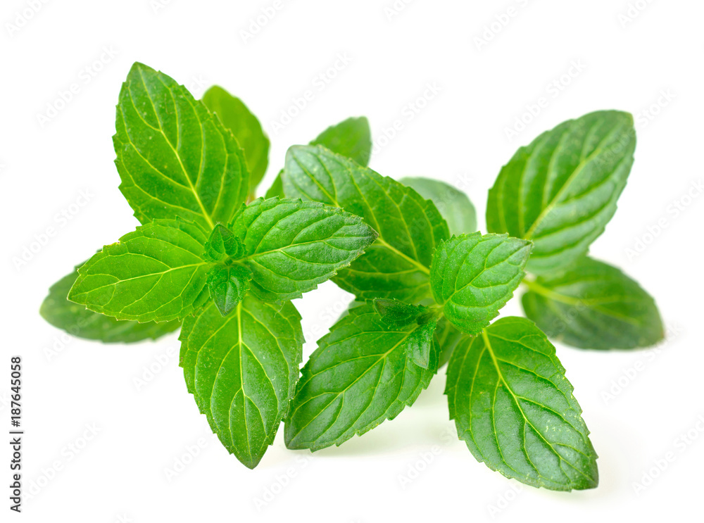fresh peppermint isolated on white fresh peppermint isolated on white