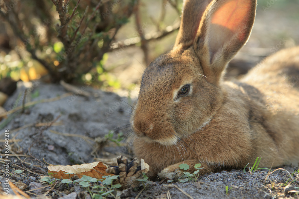 Fototapeta premium Brown wild rabbit close-up portrait lying on the ground in the forest
