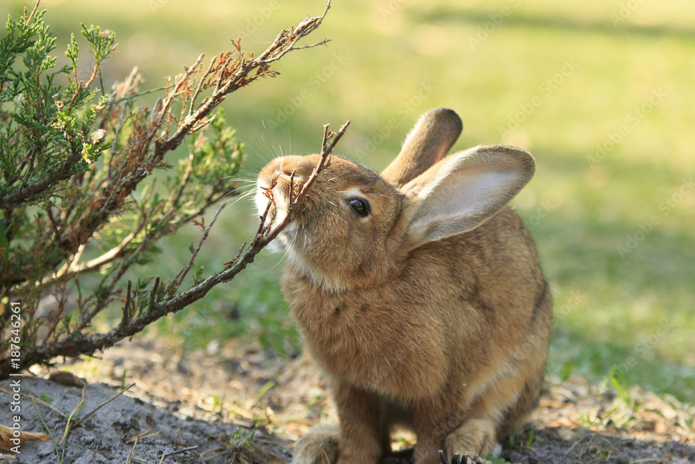 Obraz premium Funny rufous rabbit itches about the bush close-up
