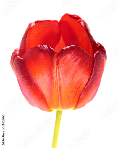Bright red tulip flower isolated on white background