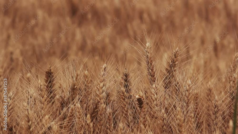 Ripe wheat field ready for harvest, agricultural cultivated cereal crops plantation Ripe wheat field ready for harvest, agricultural cultivated cereal crops plantation