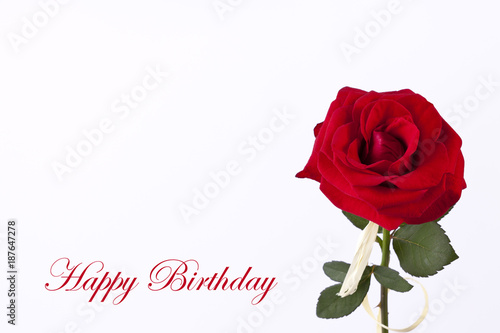 Birthday card with beautyful red rose on the white empty background