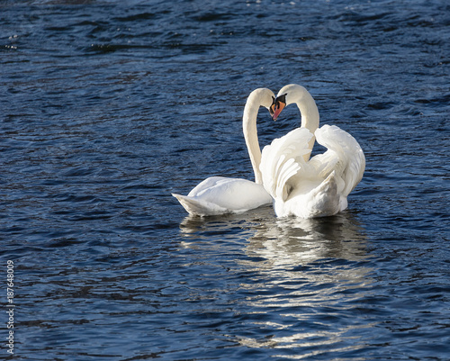 Romantic image of two white...