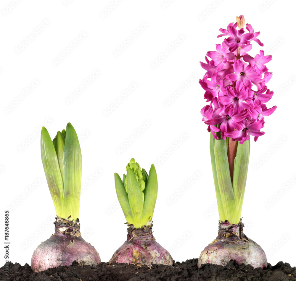 Pink hyacinth flower and sprouting hyacinth bulbs in soil isolated on white  background Stock Photo | Adobe Stock