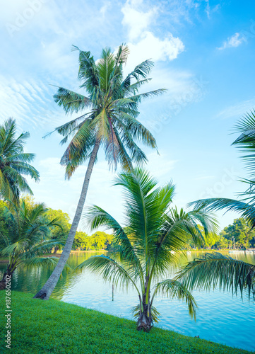Coconut palm trees along the lake in public park landscape