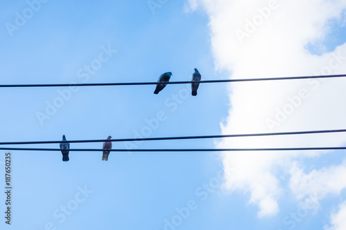 Four pigeons sitting on a wire against blue sky
