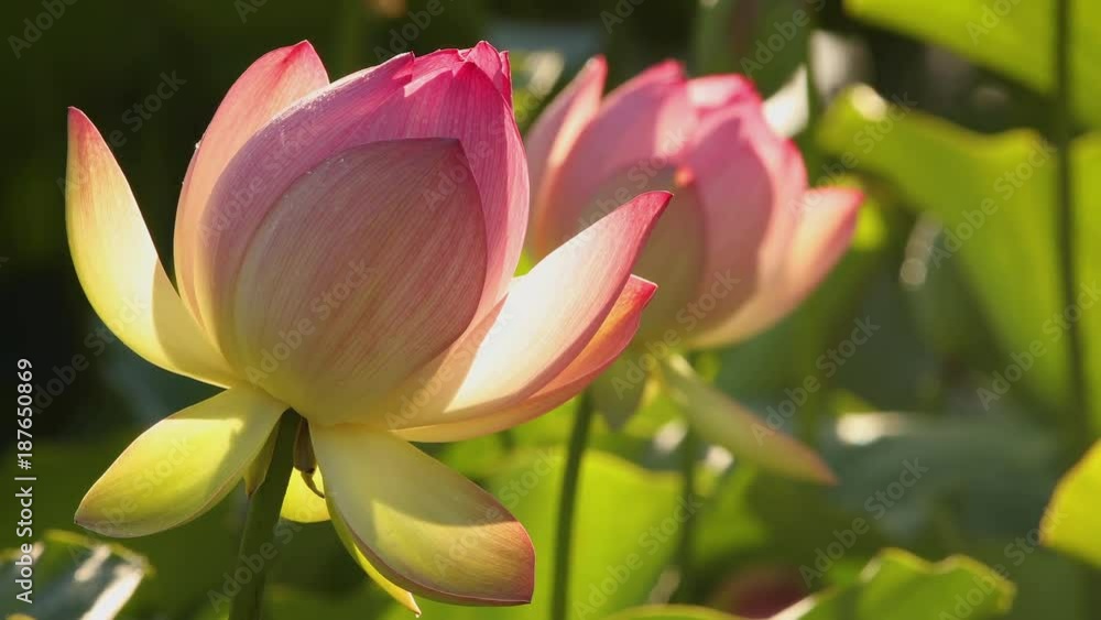 Lotus flower moving in a gentle breeze.