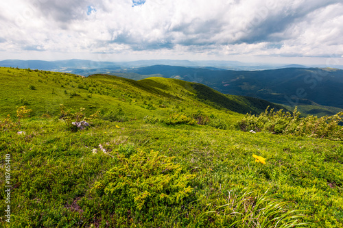 grassy hills of Carpathian alps in summer. beautiful nature scenery on a cloudy day.