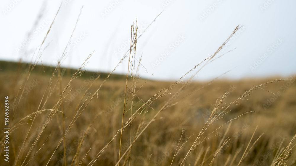 Obraz premium Abstract Flower