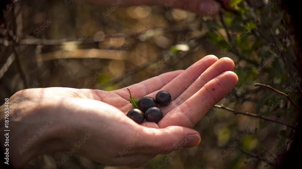 Sloe Berries in Hands