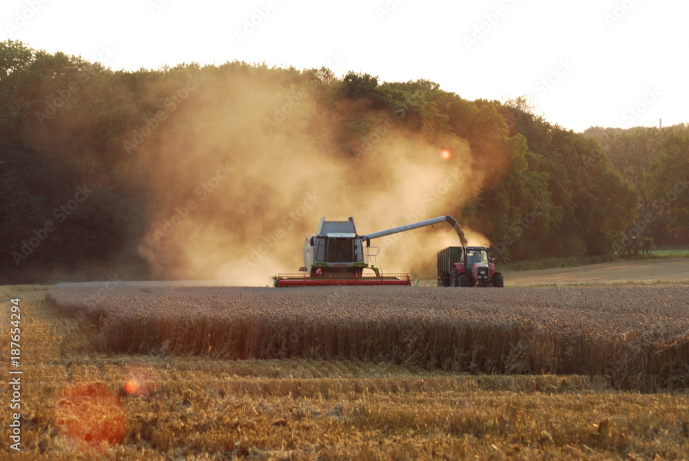 Ernte mit Mähdrescher und Traktor im Sommer