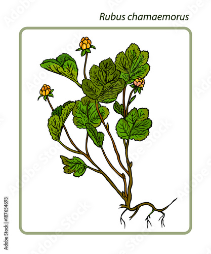 Rubus chamaemorus, cloudberry, bakeapple, knotberry and knoutberry, aqpik or 
salmonberry and averin or evron.