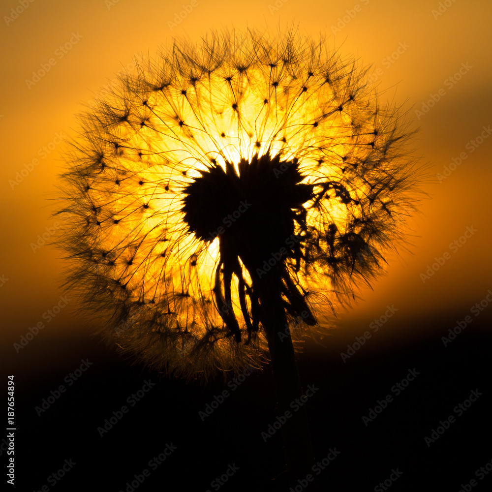 Fototapeta Dandelions w zachodzie słońca