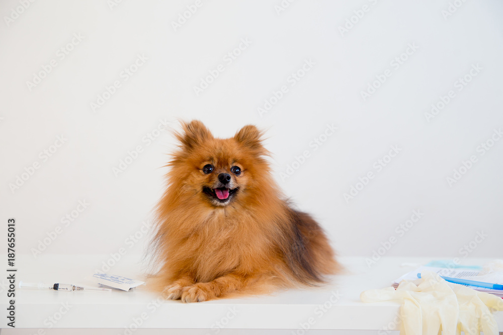 Dog with a vet Dog with a vet