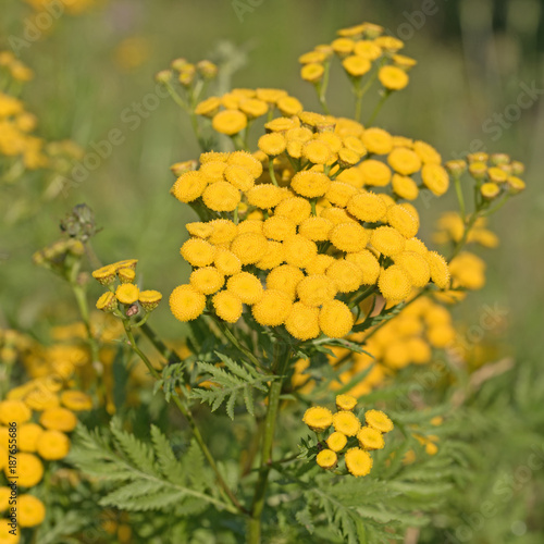 Rainfarn  Tanacetum vulgare