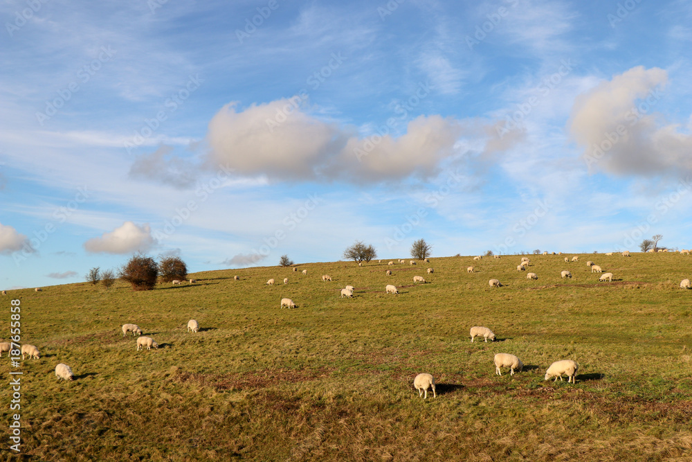 Sheep in a Field