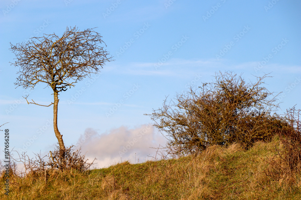 Single Tree on Hill with Bush