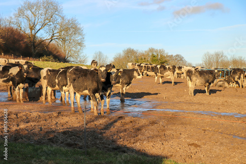 Herd of Cows in a Field © Ben
