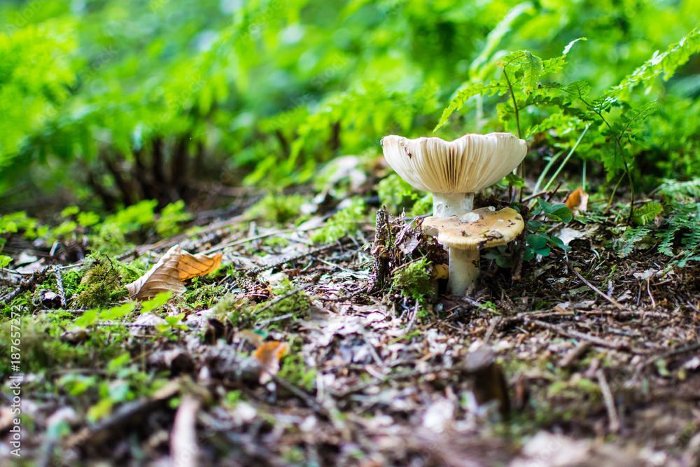 Pilz im Wald Pilz im Wald