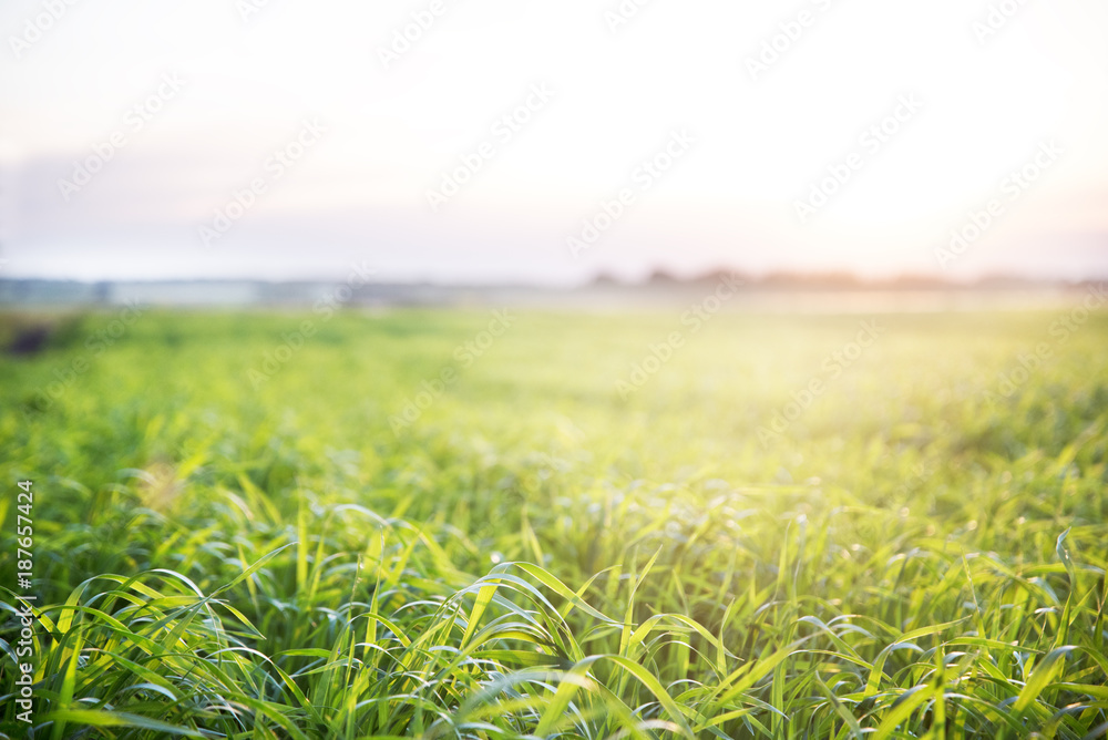 Sunset on the green field planted agriculture - obrazy, fototapety, plakaty 