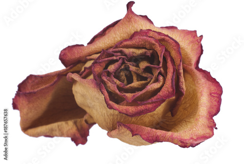 Rose withered dry petals
