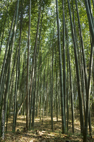 Bamboo forest at Kyoto  Japan